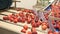 Industrial production sorting line of ripe peaches in packing plant