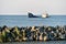 Industrial shipwreck abandoned into sea