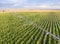 Industrial sprinkler watering corn 