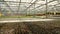 Industrial vegetable growing and floriculture