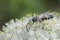 Industrious Bee on Leek Flower