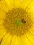 An industrious bees and sunflowers