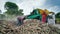 Industrious farmer working in a farmland with John tractor and fodder Thresher in a millet or Pennisetum glaucum field