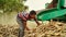 Industrious farmer working in a farmland with John tractor and fodder Thresher in a millet or Pennisetum glaucum field