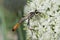 Industrious Wasp on Leek Flower