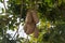 Inedible fruits of evergreen sausage tree, Kigelia africana.