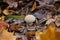 Inedible fungus. Forest or Park. Autumn background