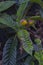 Inedible loquat tree sick of fruit rot. Rottenness plant desease. Eriobotrya japonica
