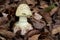 Inedible mushroom Amanita citrina growing in the leaves in the beech forest.