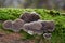 Inedible mushroom Auricularia mesenterica in the floodplain forest.