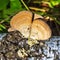 Inedible mushroom or colored Polypore Coriolus versicolor lat.