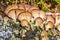 Inedible mushroom or colored Polypore Coriolus versicolor lat.
