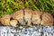 Inedible mushroom or colored Polypore Coriolus versicolor lat.