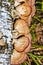 Inedible mushroom or colored Polypore Coriolus versicolor lat.