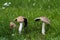 Inedible mushroom Coprinellus domesticus in garden.