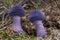 Inedible mushroom Cortinarius hercynicus in the spruce forest.