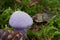 Inedible mushroom Cortinarius traganus in the spruce forest.