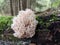 Inedible mushroom in the forest.