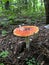 Inedible mushroom grows in the forest among fallen conifer needles