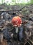 Inedible mushroom grows in the forest among fallen conifer needles