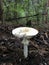 Inedible mushroom grows in the forest among fallen conifer needles