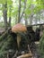 An inedible mushroom grows in the forest among fallen conifer needles and green moss