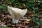 Inedible mushroom Lactifluus vellereus in beech forest