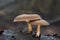 Inedible mushroom Lentinus brumalis on the  wood.