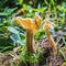 Inedible mushroom Lopatnik curly, curly Helvella lat. Helvella