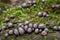 Inedible mushroom Lycogala epidendrum in spruce forest.