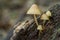 Inedible mushroom Mycena renati in the beech forest. Known as beautiful bonnet.