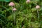 Inedible mushroom Mycena rosella in the spruce forest.