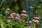 Inedible mushroom Mycena rosella in the spruce forest. Known as pink bonnet. Wild mushrooms growing in the moss