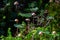 Inedible mushroom Mycena rosella in the spruce forest. Known as pink bonnet. Wild mushrooms growing in the moss