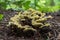 Inedible mushroom Phaeolus schweinitzii in the coniferous forest. Known as Dye Polypore or Dyer`s Mazegill.