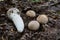 Inedible mushroom Phallus impudicus mushroom in the deciduous forest. Known as common stinkhorn.