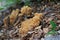 Inedible mushroom Ramaria fagetorum in the beech forest.