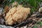 Inedible mushroom Ramaria fagetorum in the beech forest.