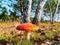 Inedible mushroom red fly agaric near birch tree.