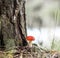 An inedible mushroom is a red fly agaric near a tree close-up.