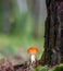 An inedible mushroom is a red fly agaric near a tree close-up.