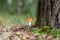 An inedible mushroom is a red fly agaric near a tree close-up.