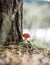 An inedible mushroom is a red fly agaric near a tree close-up.