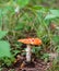 An inedible mushroom is a red fly agaric near a tree close-up.