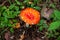 An inedible mushroom is a red fly agaric near a tree close-up.