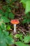 An inedible mushroom is a red fly agaric near a tree close-up.