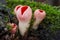 Inedible mushroom Sarcoscypha coccinea in the floodplain forest.