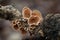Inedible mushroom Schizophyllum amplum in the floodplain forest. Known as poplar bells.