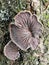 Inedible mushroom Schizophyllum commune growing on the bark of a tree close-up