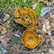 Inedible mushroom Schlanke biennial or dark lat. Coltricia pere